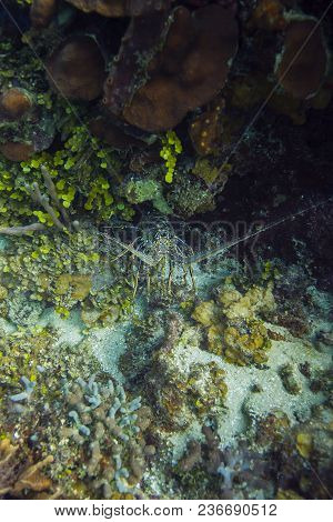 Caribbean Spiny Lobster