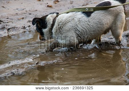Black And White Dog Bathing In A Puddle And Mud