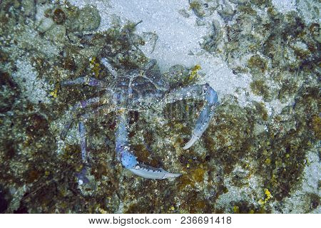 Blue Channel Clinging Crab