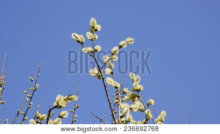 Branches Of Pussy-willow With Flowering Buds Against The Blue Sky