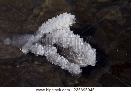 Salt Crystals On The Small Branch. Crystallisation Process.