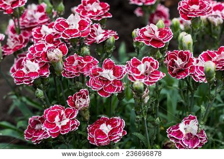 Pink Carnation Flowers In Summer Garden. Dianthus Caryophyllus.