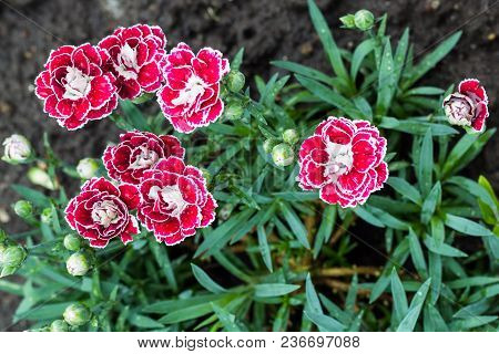 Pink Carnation Flowers In Summer Garden. Dianthus Caryophyllus.