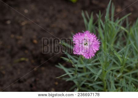 Pink Carnation Flowers In Summer Garden. Dianthus Caryophyllus.