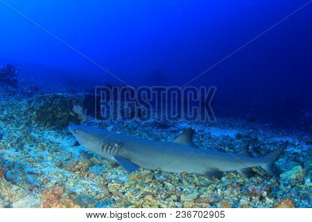 Whitetip Reef Shark