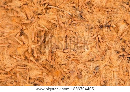 A Drift Of Crushed Sycamore Seeds On The Ground As Abstract Organic Texture