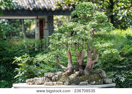 Bonsai Against Vevetation Background In Baihuatan Public Park, Chengdu, China