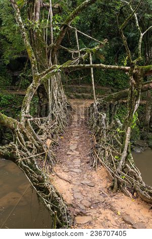 Living roots bridge near Riwai village, Cherrapunjee, Meghalaya, India. This bridge is formed by training tree roots over years to knit together.