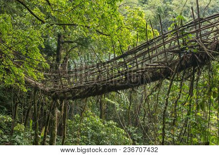 Living roots bridge near Nongriat village, Cherrapunjee, Meghalaya, India. This bridge is formed by training tree roots over years to knit together.