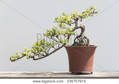 Bonsai Tree In A Pot Against A White Background In Baihuatan Public Park, Chengdu, China