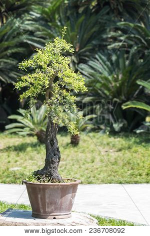 Bonsai Tree In A Pot In Baihuatan Public Park, Chengdu, China