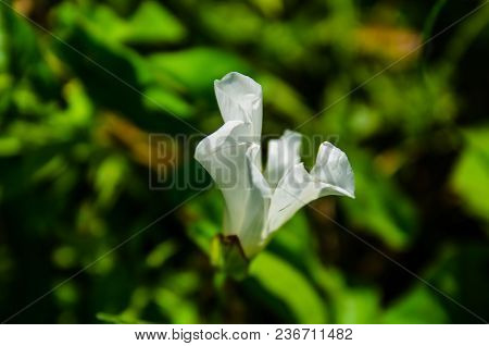 Bindweed (convolvulus) On A Meadow