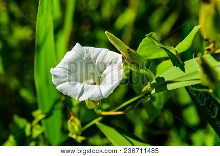 Bindweed (convolvulus) On A Meadow