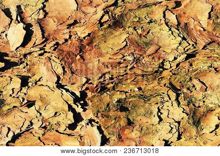 Camouflage Background From Tree Bark