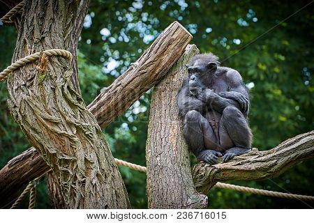 Chimpanzee In An Animal Park Sits On A Tree