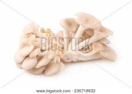 White Panus Polychrous Isolated On A White Background