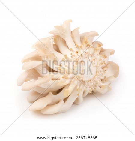 White Panus Polychrous Isolated On A White Background