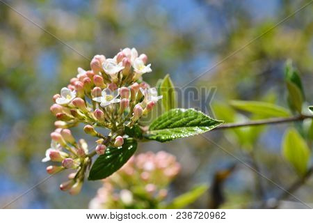 Close Up Of A Flowering Plant In Spring - Latin Name - Viburnum Carlesii Hemsl.