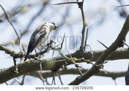 Black Nurse Bird Or Ficedula Hypoleuca On Tree