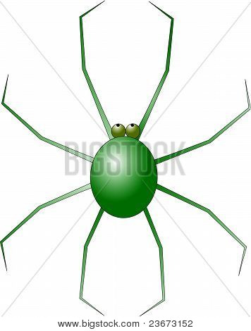 Ragno verde