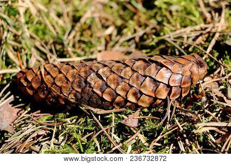 Brown Fir Cone On The Grass In The Sunlight.