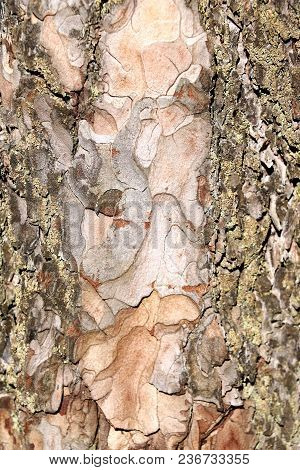 Texture Of The Bark Of A Tree. Seamless Texture. Background.