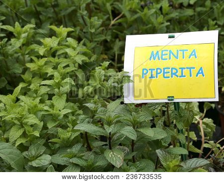 Plant With Label With The Text Menta Which In Italian Means Peppermint To Prepare Excellent Cocktail