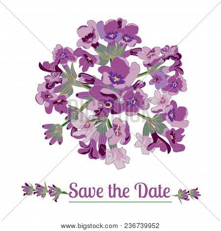 Lavender Flower On White Background. Colorful Vintage Vector Illustration, Watercolor Style France P