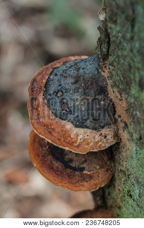 Close-up Of A Bracket Fungus Growing On A Tree