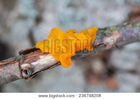 Yellow Fungus On A Branch Of A Rotten Tree