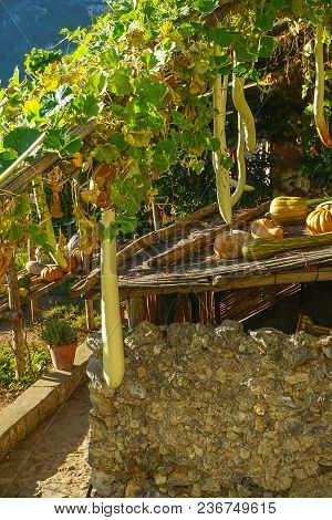 Squash And Pumpkins Growing And Harvested On Hanging Vines In Ravello, Italy High On The Hill On The