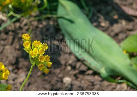 A Blooming Yellow Flower