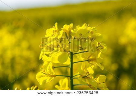 Crops Of Rapeseed (latin Brassica Napus)