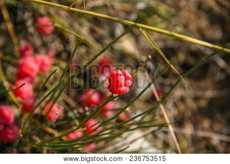 Wild Steppe Grass