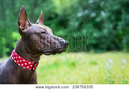 Closeup Cute Portrait One Mexican Hairless Dog (xoloitzcuintle, Xolo) In A Red Collar On A Backgroun
