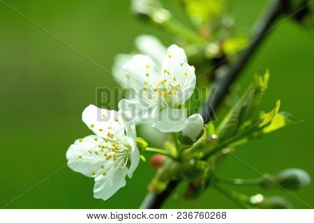 Spring Apple Flowers In Bloom Lit By Soft Sunlight, Spring Flower Background, Free Space. Sunny Spri