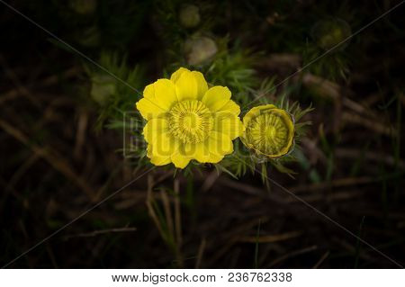 Yellow Pheasant's Eye Or Adonis Vernalis Is A Lovely Wild Flower