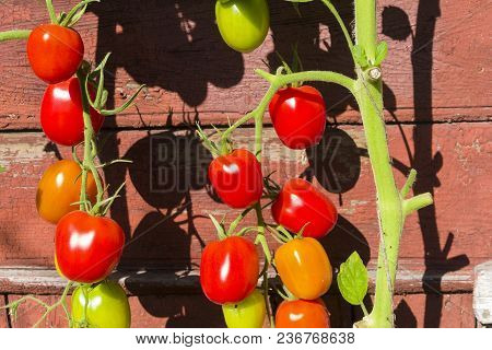A Brush Of Tomato Of De Barao Species Against The Wall Of A Wooden House. Sunny Day At The End Of Se