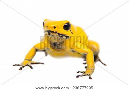 The Golden Poison Frog, Phyllobates Terribilis, On White, On White Background.