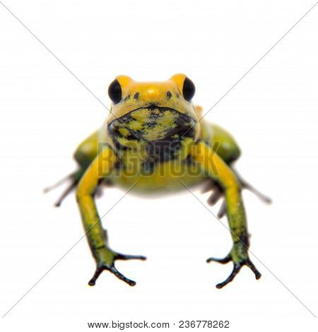 Black-legged Poison Frog, Phyllobates Bicolor, On White, On White Background.