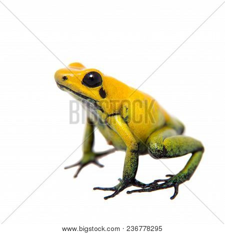 Black-legged Poison Frog, Phyllobates Bicolor, On White, On White Background.