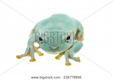 Giant Feae Flying Tree Frog, Rhacophorus Feae, Isolated On White Background