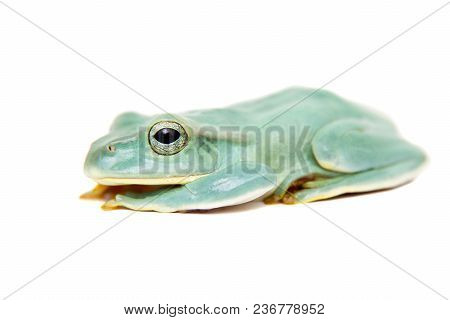 Giant Feae Flying Tree Frog, Rhacophorus Feae, Isolated On White Background