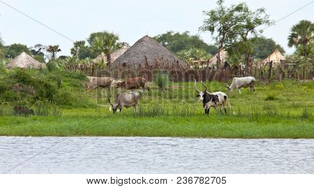 Cattle graze at a village along the Nile River in South Sudan.