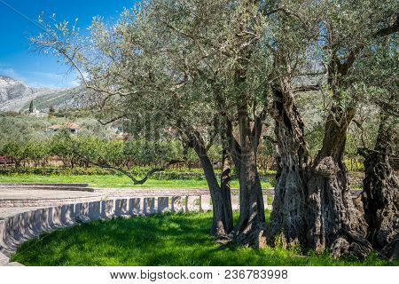 The Oldest Olive Tree In The Old Bar And Also Europe, More Than 2000 Years Old, Montenegro