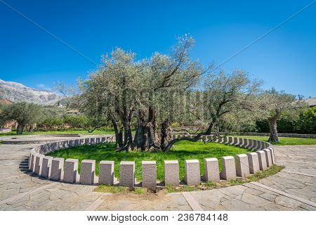 The Oldest Olive Tree In The Old Bar And Also Europe, More Than 2000 Years Old, Montenegro
