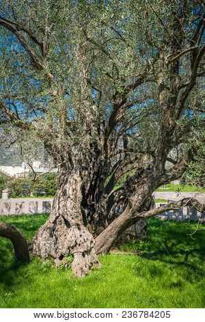The Oldest Olive Tree In The Old Bar And Also Europe, More Than 2000 Years Old, Montenegro