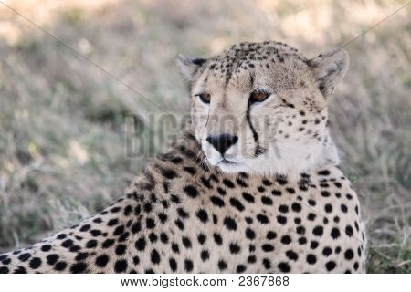 Cheetah