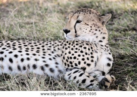 Cheetah