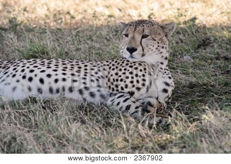 Cheetah